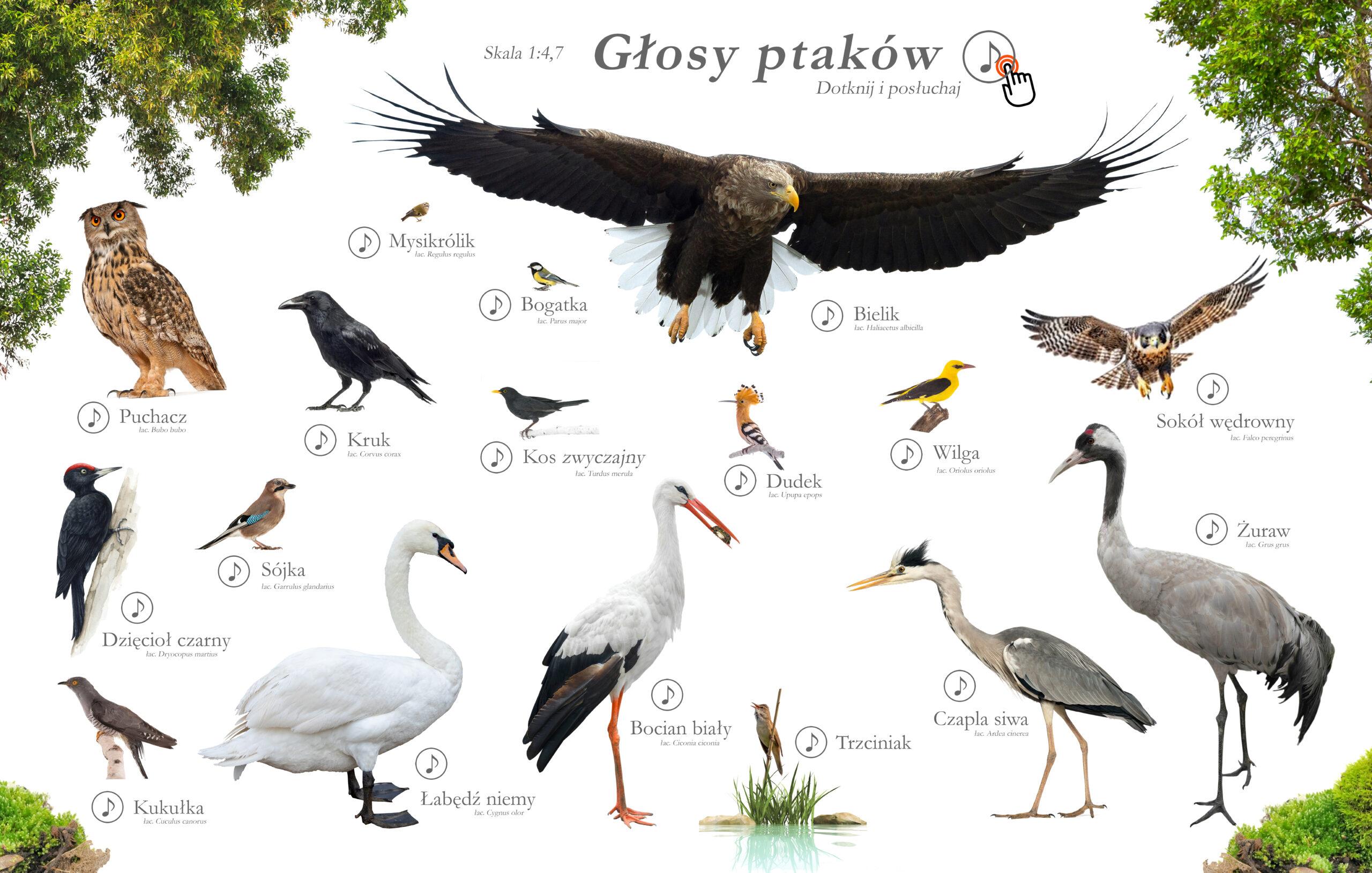 Tablica dźwiękowa „Żuraw” z głosami ptaków i innych zwierząt.